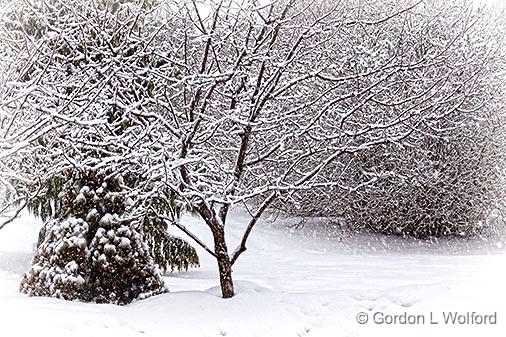 Heavy Wet Snowfall_33820.jpg - Photographed at Smiths Falls, Ontario, Canada.